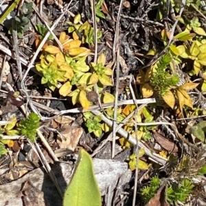 Rhytidosporum alpinum at Namadgi National Park - 25 Feb 2024 12:39 PM