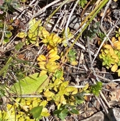 Rhytidosporum alpinum at Namadgi National Park - 25 Feb 2024 12:39 PM