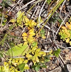 Rhytidosporum alpinum at Namadgi National Park - 25 Feb 2024 12:39 PM