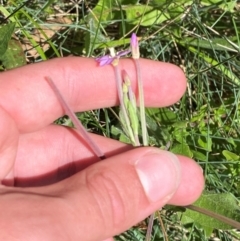 Epilobium billardiereanum subsp. cinereum at Bimberi Nature Reserve - 25 Feb 2024