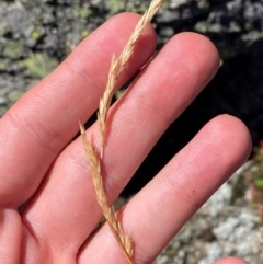 Deyeuxia carinata (Slender Bent-Grass) at Bimberi, NSW - 25 Feb 2024 by Tapirlord