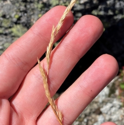 Deyeuxia carinata (Slender Bent-Grass) at Bimberi Nature Reserve - 25 Feb 2024 by Tapirlord