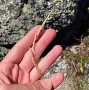 Deyeuxia carinata at Bimberi Nature Reserve - 25 Feb 2024