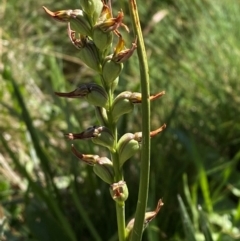 Prasophyllum sp. (A Leek Orchid) at Cotter River, ACT - 25 Feb 2024 by Tapirlord