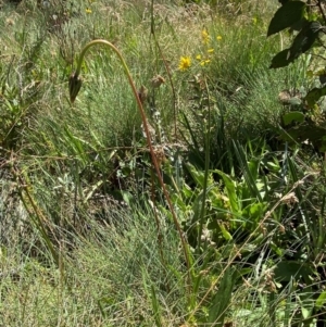 Prasophyllum sp. at Namadgi National Park - suppressed