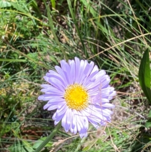 Brachyscome spathulata at Namadgi National Park - 25 Feb 2024 11:49 AM