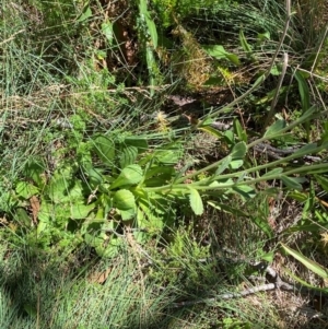 Brachyscome spathulata at Namadgi National Park - 25 Feb 2024 11:49 AM