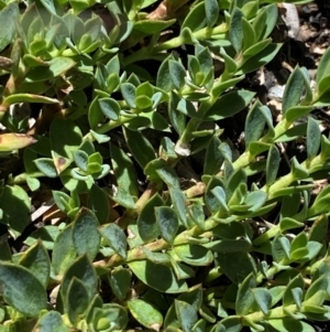 Pimelea alpina at Namadgi National Park - 25 Feb 2024