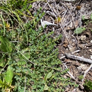 Pimelea alpina at Namadgi National Park - 25 Feb 2024