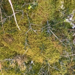 Melicytus angustifolius subsp. divaricatus at Namadgi National Park - 25 Feb 2024