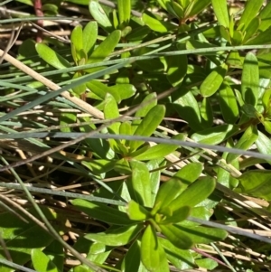 Stackhousia monogyna at Namadgi National Park - 25 Feb 2024 11:03 AM