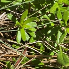 Stackhousia monogyna at Namadgi National Park - 25 Feb 2024