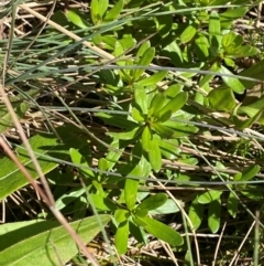 Stackhousia monogyna at Namadgi National Park - 25 Feb 2024