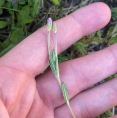 Epilobium billardiereanum subsp. cinereum (Variable Willow-herb) at Cotter River, ACT - 25 Feb 2024 by Tapirlord