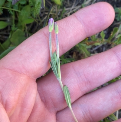 Epilobium billardiereanum subsp. cinereum (Variable Willow-herb) at Cotter River, ACT - 25 Feb 2024 by Tapirlord