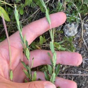 Epilobium billardiereanum subsp. cinereum at Namadgi National Park - 25 Feb 2024