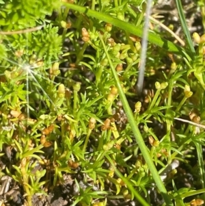 Scleranthus biflorus at Namadgi National Park - 25 Feb 2024 10:57 AM