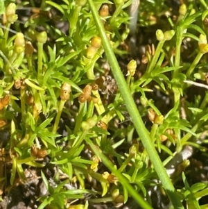 Scleranthus biflorus at Namadgi National Park - 25 Feb 2024 10:57 AM