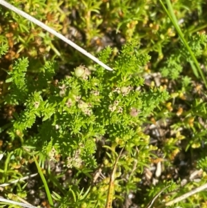 Asperula pusilla at Namadgi National Park - 25 Feb 2024 10:57 AM