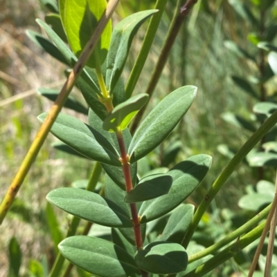 Pimelea ligustrina subsp. ciliata at Namadgi National Park - 24 Feb 2024 by Tapirlord