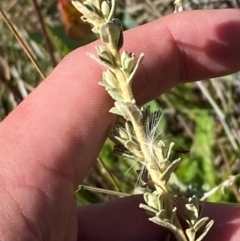 Olearia brevipedunculata (Dusty Daisy Bush) at Cotter River, ACT - 24 Feb 2024 by Tapirlord