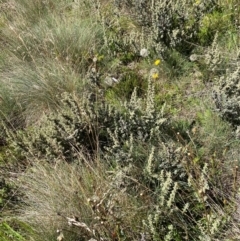 Olearia brevipedunculata at Namadgi National Park - 25 Feb 2024 10:55 AM