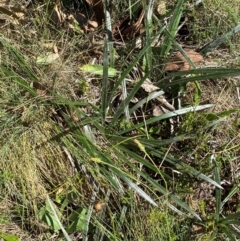 Celmisia tomentella at Namadgi National Park - 25 Feb 2024 10:53 AM