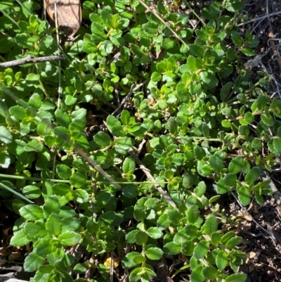 Gonocarpus montanus at Cotter River, ACT - 24 Feb 2024 by Tapirlord