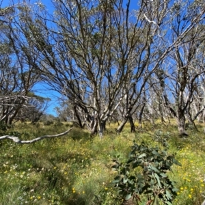 Eucalyptus pauciflora subsp. debeuzevillei at Namadgi National Park - 25 Feb 2024 10:47 AM