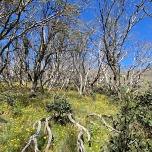 Eucalyptus pauciflora subsp. debeuzevillei at Namadgi National Park - 25 Feb 2024 10:47 AM