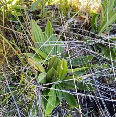 Plantago euryphylla (A Plantain) at Cotter River, ACT - 24 Feb 2024 by Tapirlord