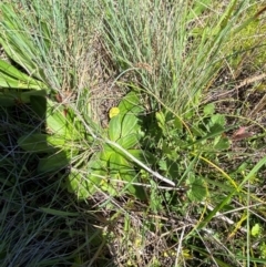 Plantago euryphylla at Namadgi National Park - 25 Feb 2024 10:45 AM