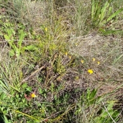 Leptorhynchos squamatus subsp. alpinus at Namadgi National Park - 25 Feb 2024 10:45 AM