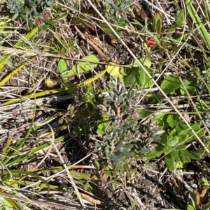 Acrothamnus hookeri at Namadgi National Park - 25 Feb 2024 10:45 AM