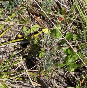 Acrothamnus hookeri at Namadgi National Park - 25 Feb 2024 10:45 AM