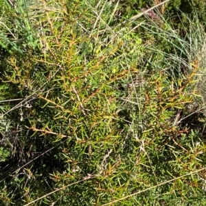 Grevillea australis at Namadgi National Park - 25 Feb 2024 10:44 AM