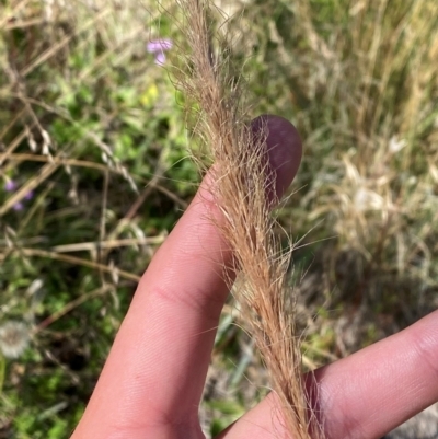 Dichelachne micrantha (Short-Haired Plume Grass) at Namadgi National Park - 25 Feb 2024 by Tapirlord