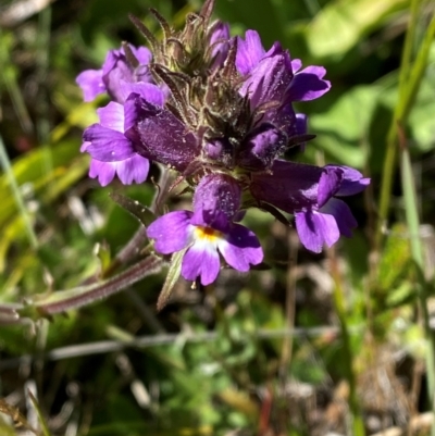 Euphrasia caudata (Tailed Eyebright) at Cotter River, ACT - 24 Feb 2024 by Tapirlord