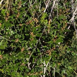 Hovea montana at Namadgi National Park - 25 Feb 2024 10:37 AM