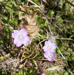 Epilobium gunnianum (Gunn's Willow-herb) at Namadgi National Park - 24 Feb 2024 by Tapirlord