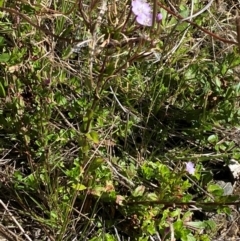 Epilobium gunnianum at Namadgi National Park - 25 Feb 2024 10:29 AM