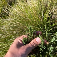 Comesperma retusum (Mountain Milkwort) at Namadgi National Park - 24 Feb 2024 by Tapirlord