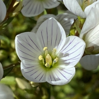 Gentianella muelleriana subsp. jingerensis (Mueller's Snow-gentian) at Namadgi National Park - 25 Feb 2024 by Tapirlord