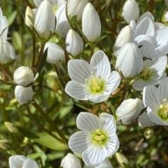 Gentianella muelleriana subsp. jingerensis at Namadgi National Park - suppressed