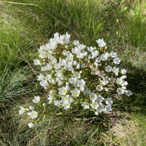 Gentianella muelleriana subsp. jingerensis at Namadgi National Park - suppressed