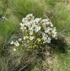 Gentianella muelleriana subsp. jingerensis at Namadgi National Park - suppressed