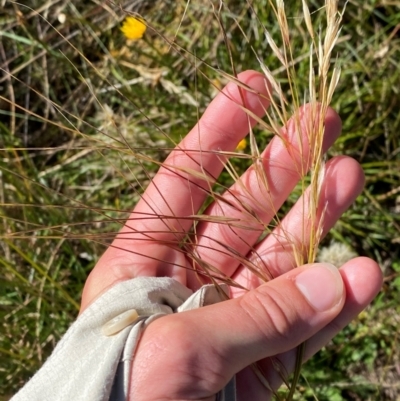 Austrostipa nivicola (Alpine Spear-Grass) at Namadgi National Park - 24 Feb 2024 by Tapirlord