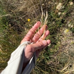 Austrostipa nivicola at Namadgi National Park - 25 Feb 2024