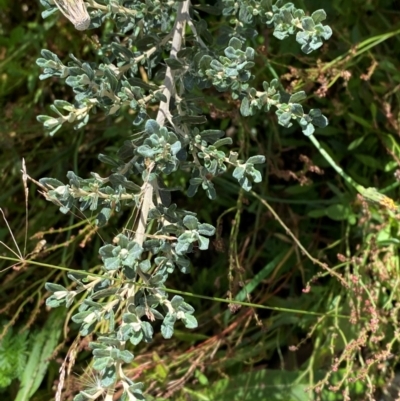 Olearia phlogopappa subsp. serrata at Namadgi National Park - 24 Feb 2024 by Tapirlord