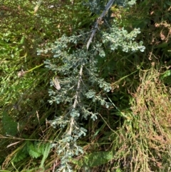 Olearia phlogopappa subsp. serrata at Namadgi National Park - 25 Feb 2024 10:15 AM